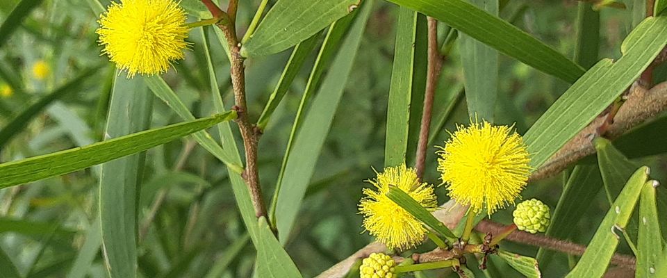 シャンティ屋久島のホームページサイトです